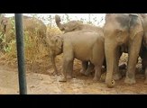 Wild Asian Elephants - Uda Walawe National Park, Sri Lanka.
