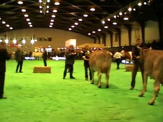 Swiss Expo 2012 - Original-Braunvieh Championnewahlen