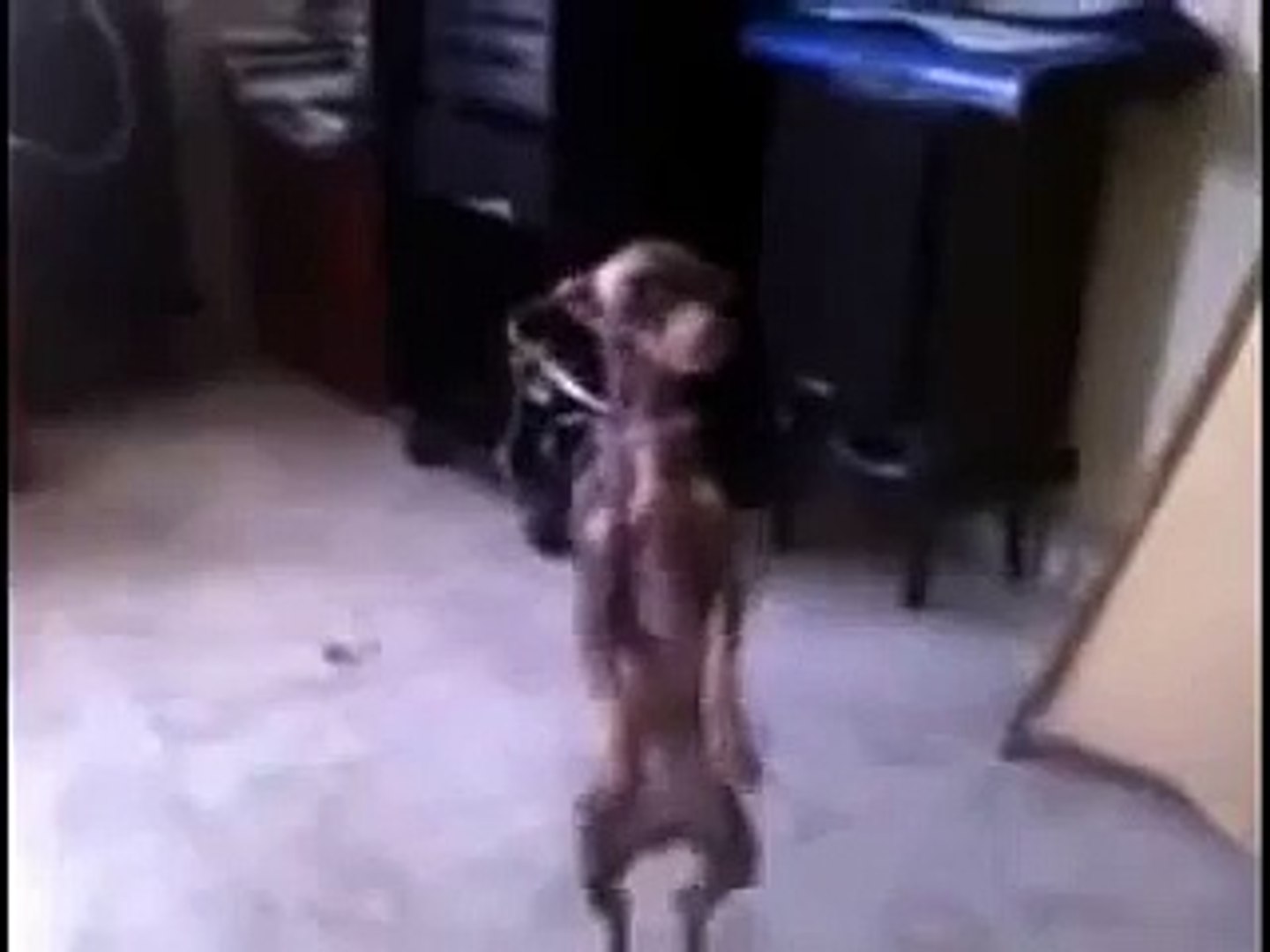 Perro bailando merengue