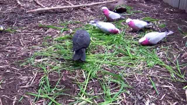 Australian Cockatoos at Kimani Aviaries