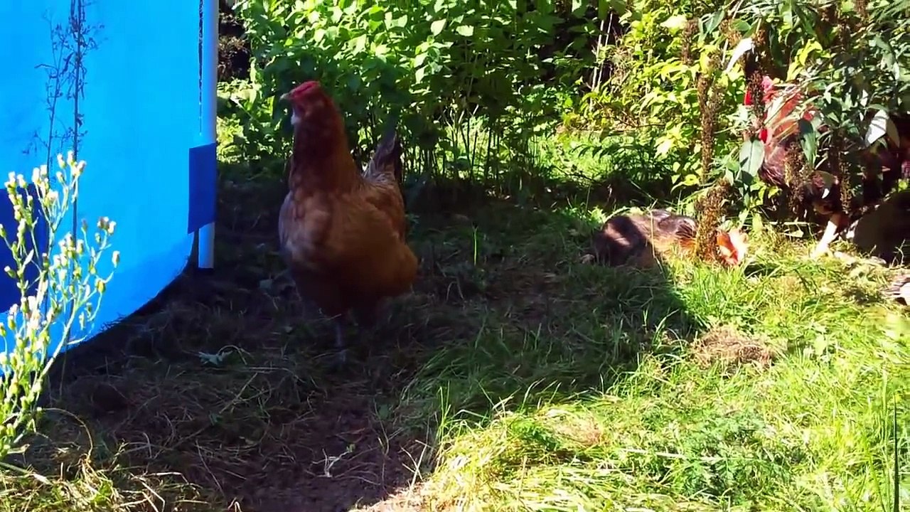 Hühneridylle in der Sonne