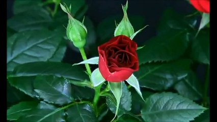 ✰ ✿ڿڰۣ - ΤΡΙΑΝΤΑΦΥΛΛΟ ΜΟΥ ΚΑΙ ΛΟΥΛΟΥΔΙ ΜΟΥ - ✰ ✿ڿڰۣ—✿ڿڰۣ—