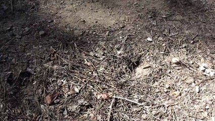 Wild Animal Tracks in Lake Tahoe Nevada