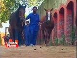 Stable wise: Farmers rear horses for livelihood