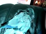 Joe the Quaker Parrot talking and kissing ♥