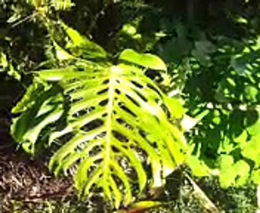 Ancient Plant