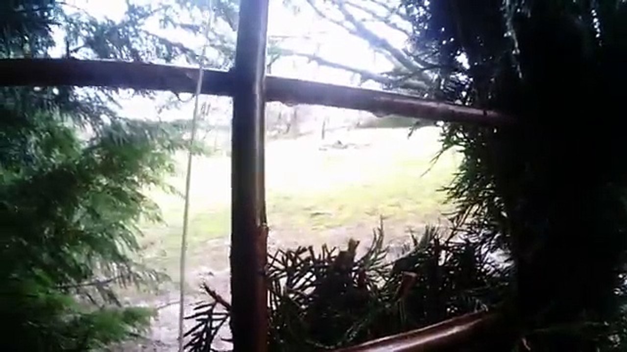 Chasse à la carabine à plomb (grive)