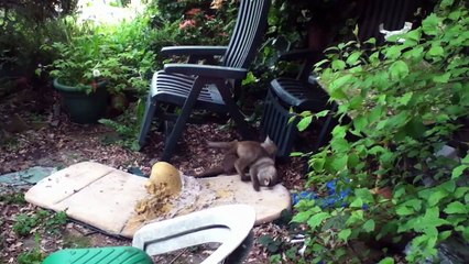 Fox Cubs Playing In My Back Garden In Croydon