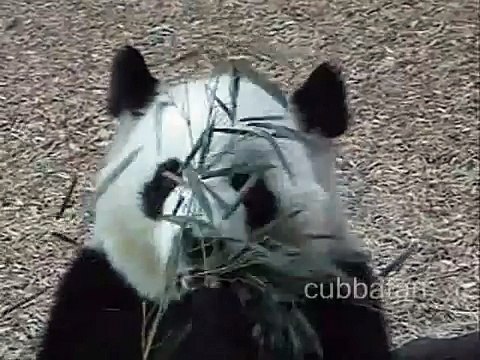 Mei Lan and Lun Lun 2