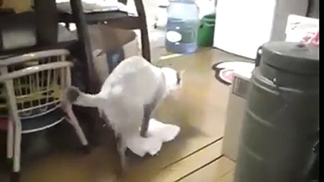 Intelligent Cat Doing Moping On The Floor. Very Funny