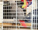 Swearing parrot Sparky Kisses and cuddles