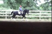 Williams - Dressage Stallion ridden by Jeremy Steinberg