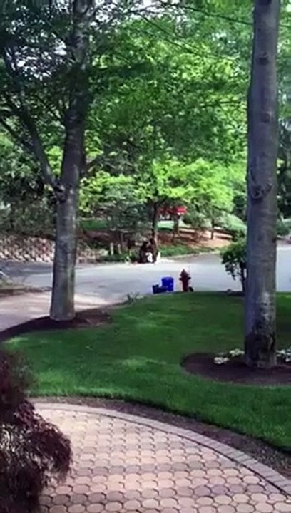 Montville bear fight