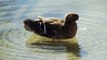 Duck preening its feathers Утка чистит перья