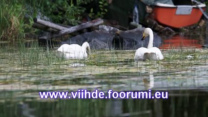 Nature Documentary swan-the midnight sun in Finland
