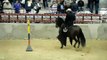 rocinante de dinastia dos en competencia en el gran campeonato de caballos trochadores