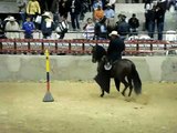 rocinante de dinastia dos en competencia en el gran campeonato de caballos trochadores