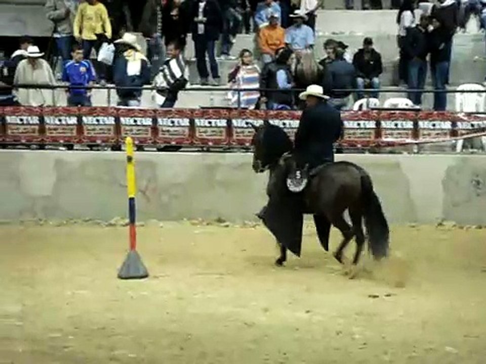 rocinante de dinastia dos en competencia en el gran campeonato de caballos trochadores
