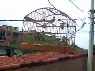 Canto coleiro tui tui  - RJ  -  Video 02  -  2009