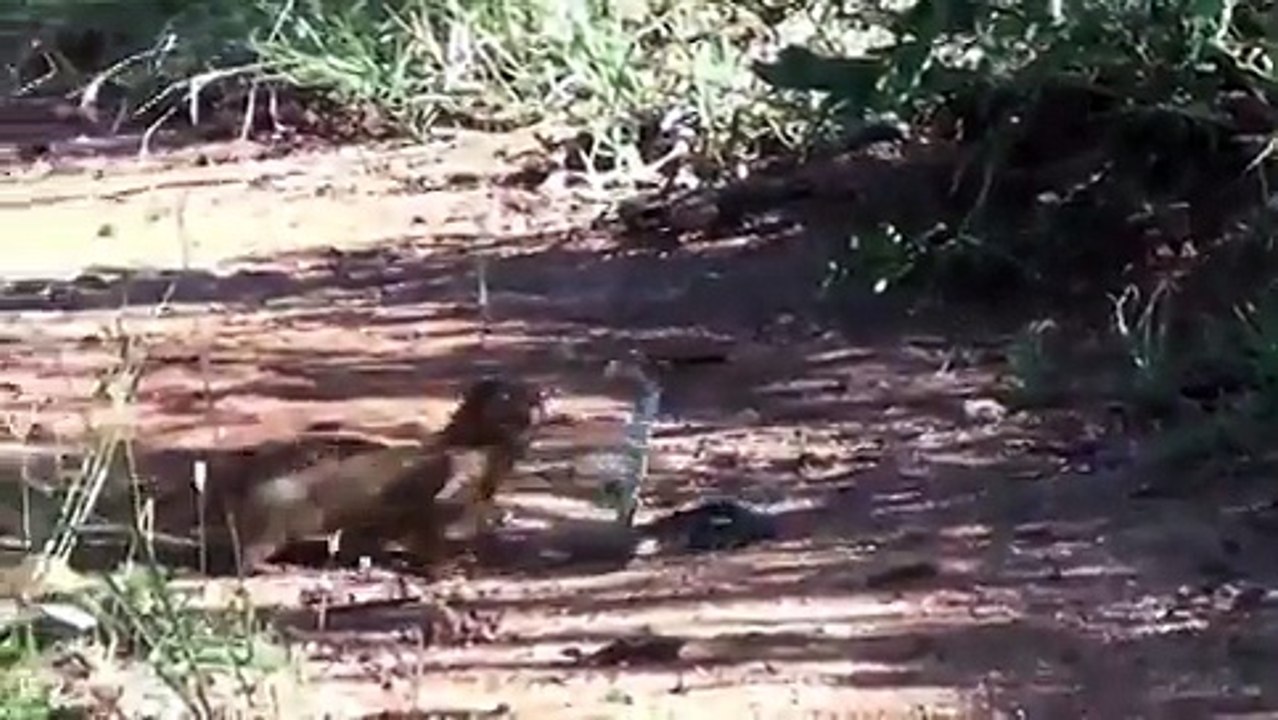 BLACK MAMBA  Vs MONGOOSE