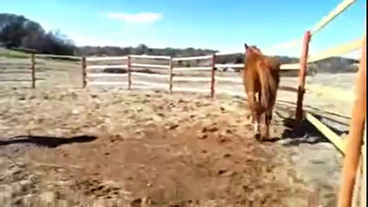 Aggressive horse behavior, ear pinning, bearing teeth and charging With Mike Hughes