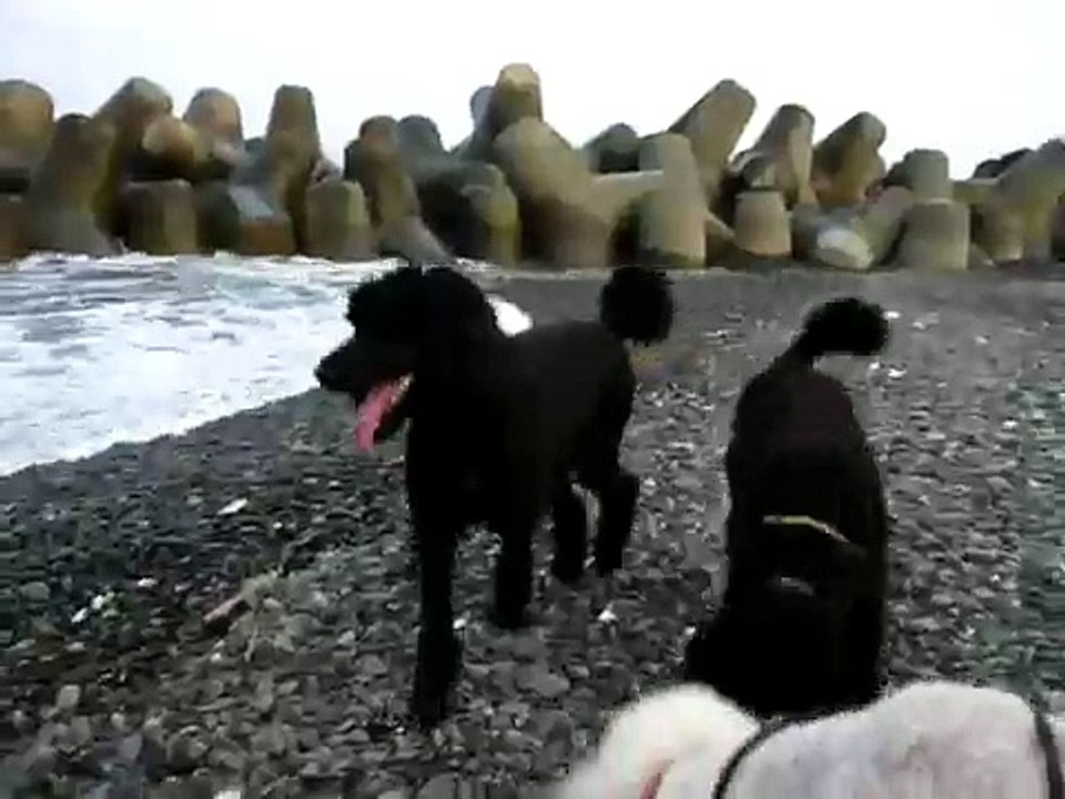 Standard Poodles Playing