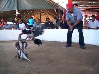 El Prieto Gallo de 1/4 redonda.