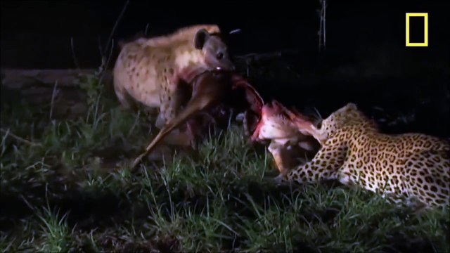 Hyènes vs Lions, Lycaons, Léopard,, Guépards et Chacal.