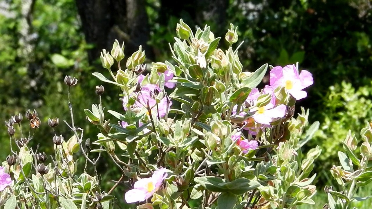 Les machaons de Malras