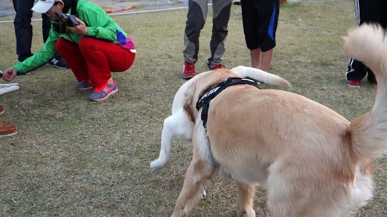 장난치며 싸우는 진짜 개싸움, Dog Fighting