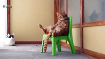 Cute Cat sitting in a chair 2015   Cat Videos 2015