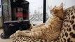 Cute Cat to warm by a heater 2015