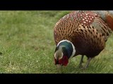 Boy pheasant meets girl pheasant and falls head over heels ...