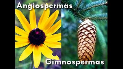 angiospermas e gimnospermas