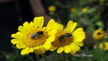 Blütenbesuch der Buckel-Seidenbiene (Colletes daviesanus) auf Färber-Kamille (Anthemis tinctoria)