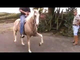 mangalarga paulista pisador Haras Fazenda  Babilônia