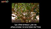 התמנונוני המיידי - סיפורו של האיש החזק במדינה