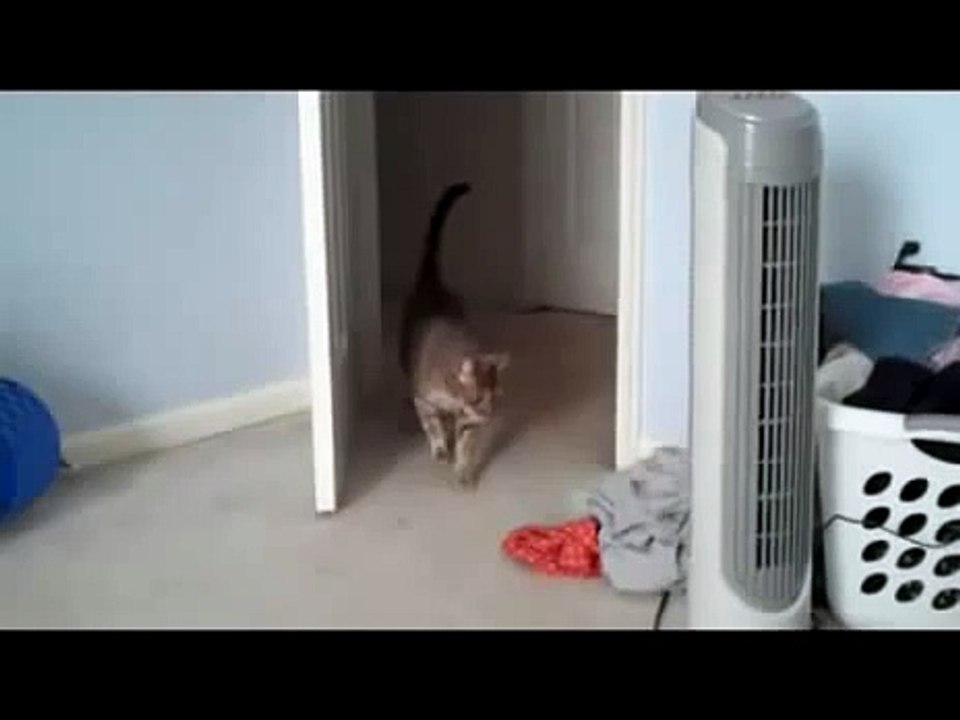 Gato levando susto