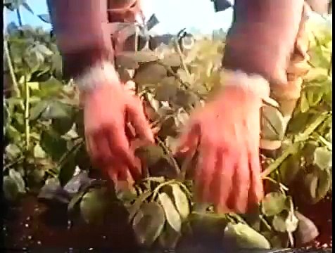 Smiths Crisps 80s advert - We wanna be Smiths crisps!