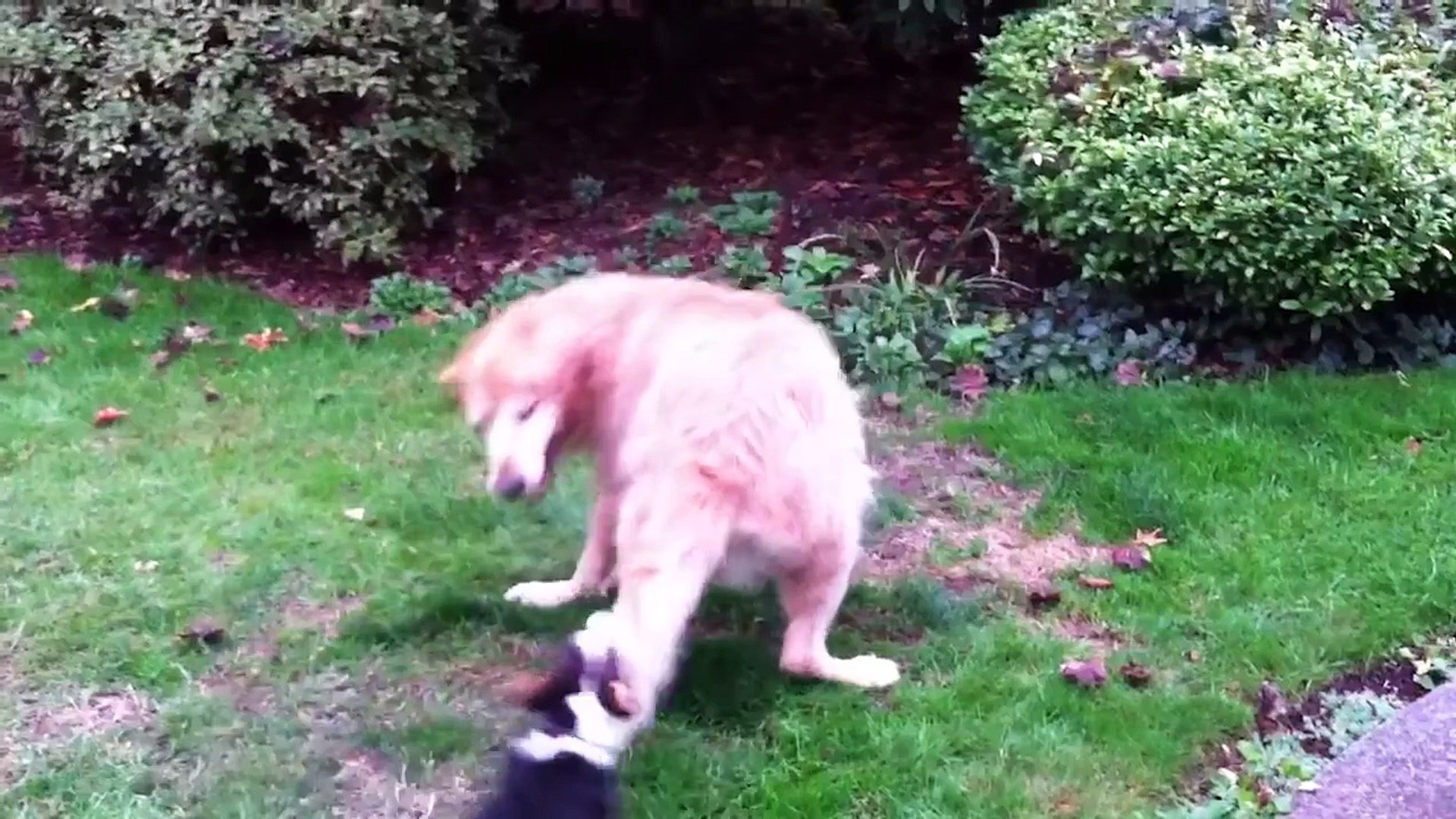 Tiny Dogs Who Think They' re Big