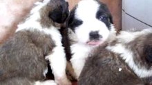 Achille