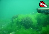 sea bass - levrek spearfishing