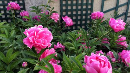 Nos pivoines : les derniers feux