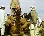sraki local  iunnt ( camel ) mela full entrtainment--[Masha Allah mobile Taunsa 03336466861