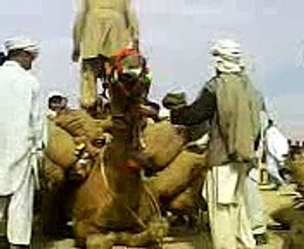 sraki local iunnt ( camel ) mela full entrtainment [Masha Allah mobile Taunsa 03336466861