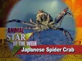 Japanese Spider Crab at the Shedd Aquarium