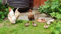 Chicken family (baby chicks) Serama