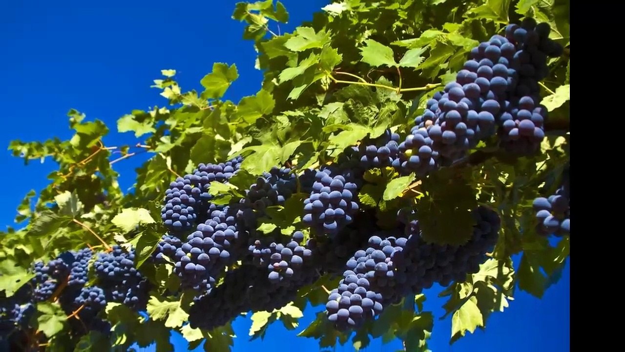 Под старата асма! ... ... (Веселин Маринов) ... ...