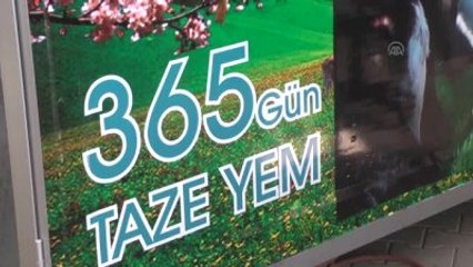 Yeşil Oda" ile Hayvanlar Yıl Boyu Taze Yem Yiyecek