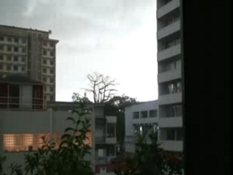 les chauves-souris d'Abidjan